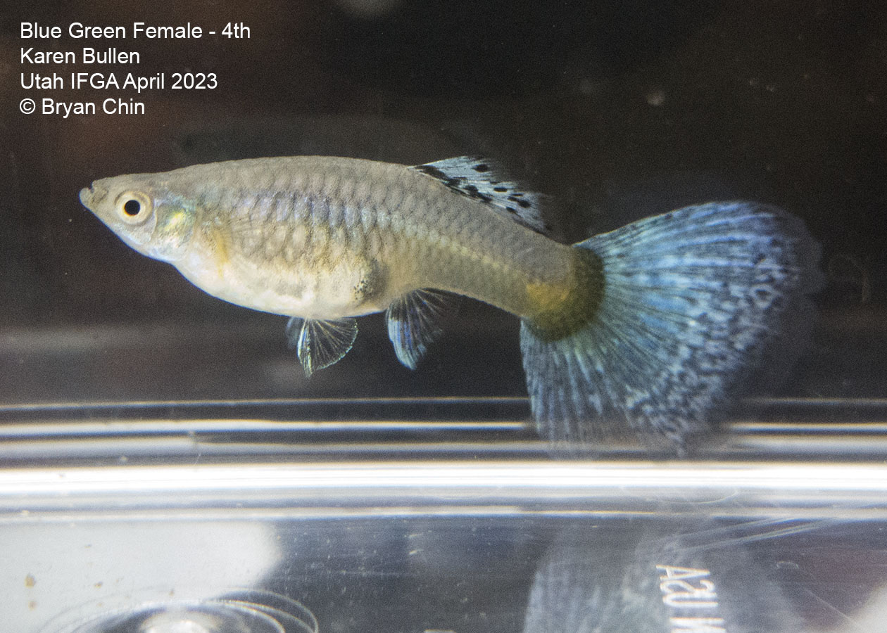 female guppy green bicolor