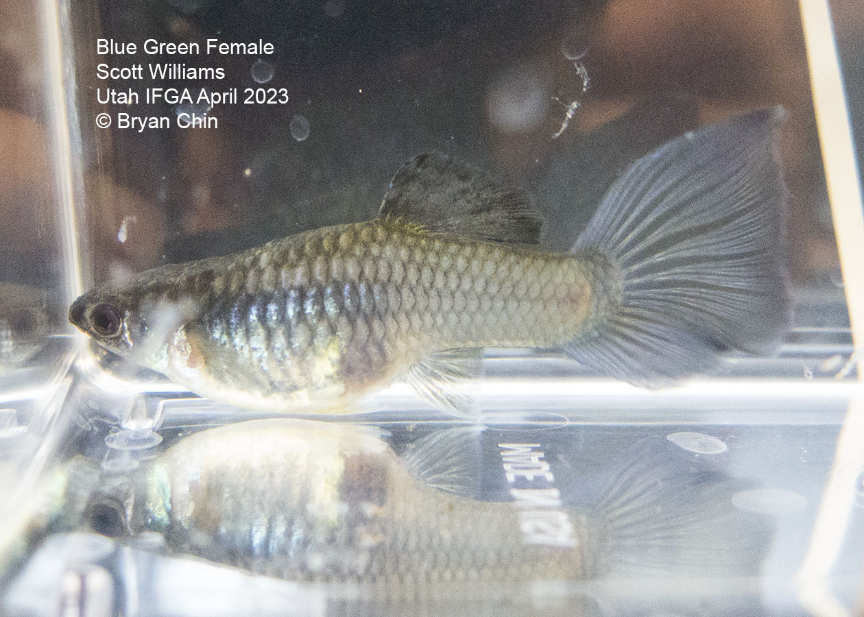 female guppy purplle