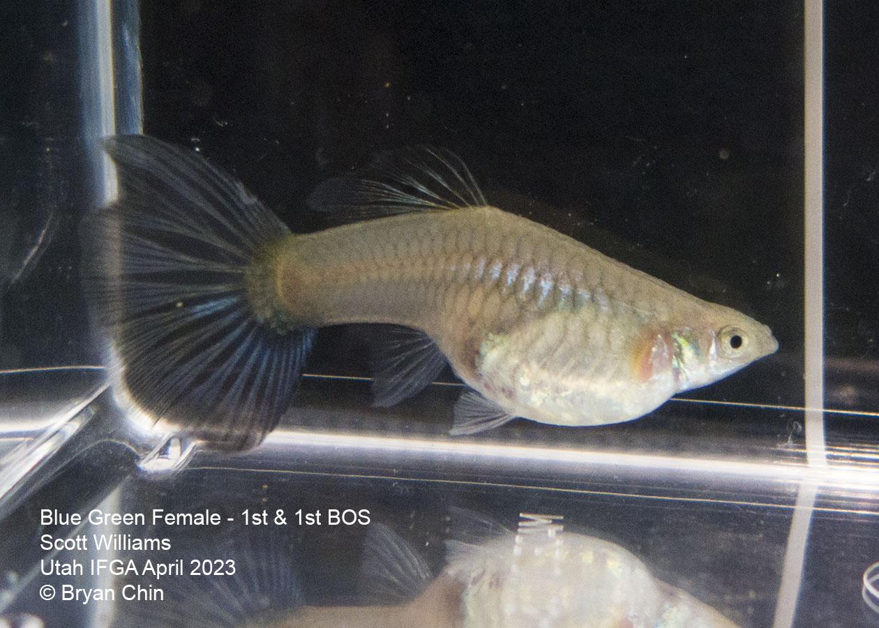 female guppy blue green