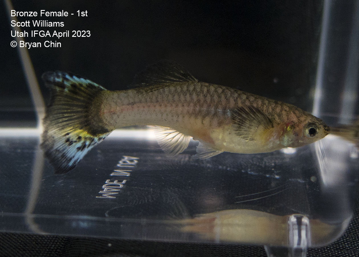 female guppy bronze