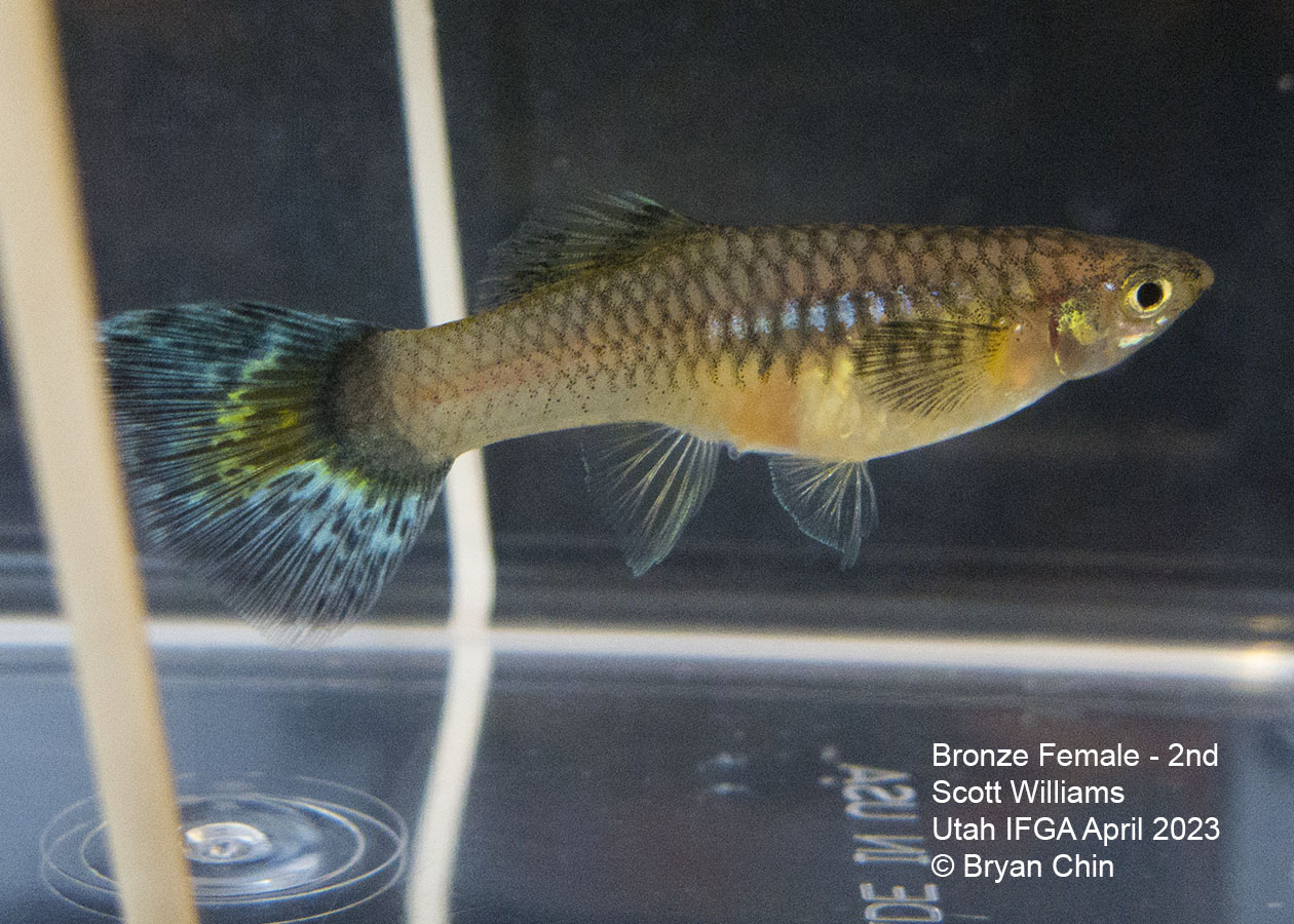 female guppy bronze