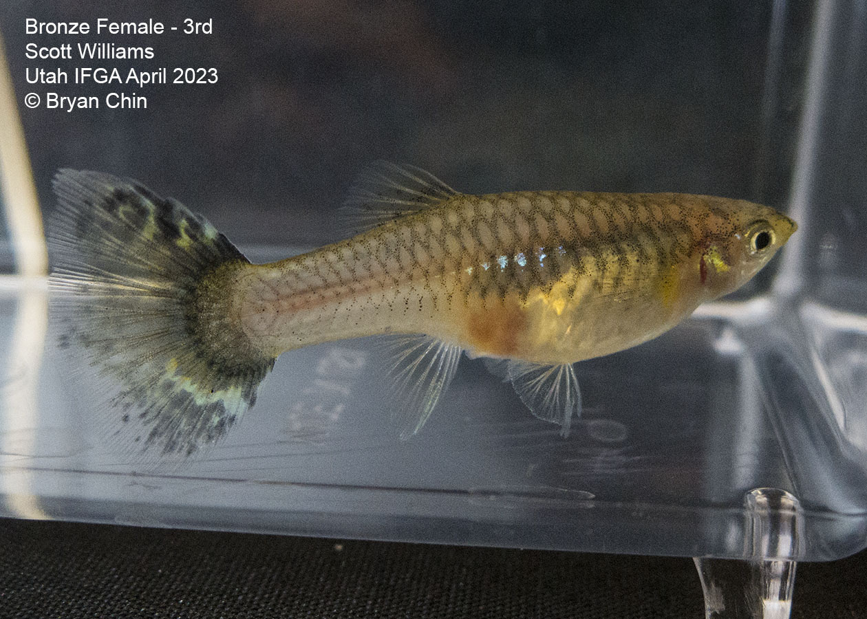 female guppy bronze