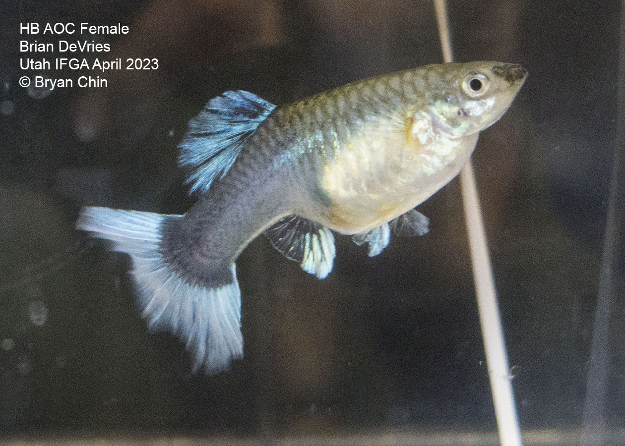 female guppy HB Half black pastel