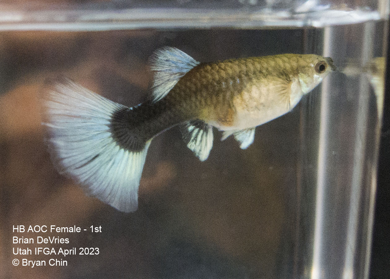 female guppy hb half black pastel