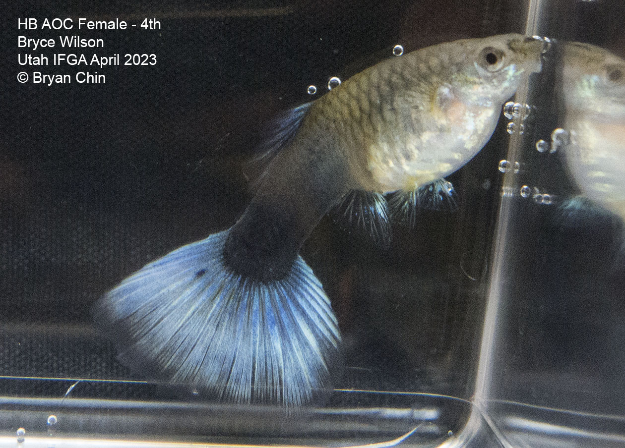 female guppy hb half black pastel