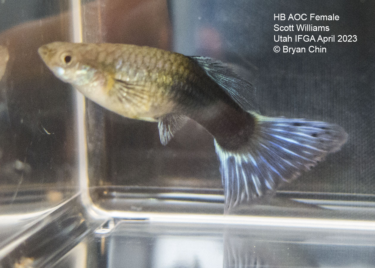 female guppy hb half black variegated