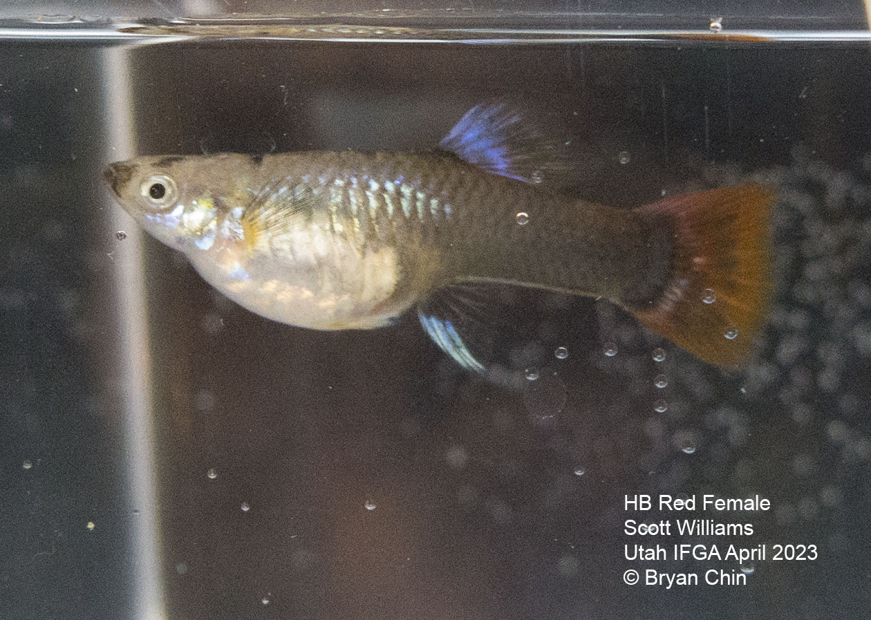 female guppy hb half black red