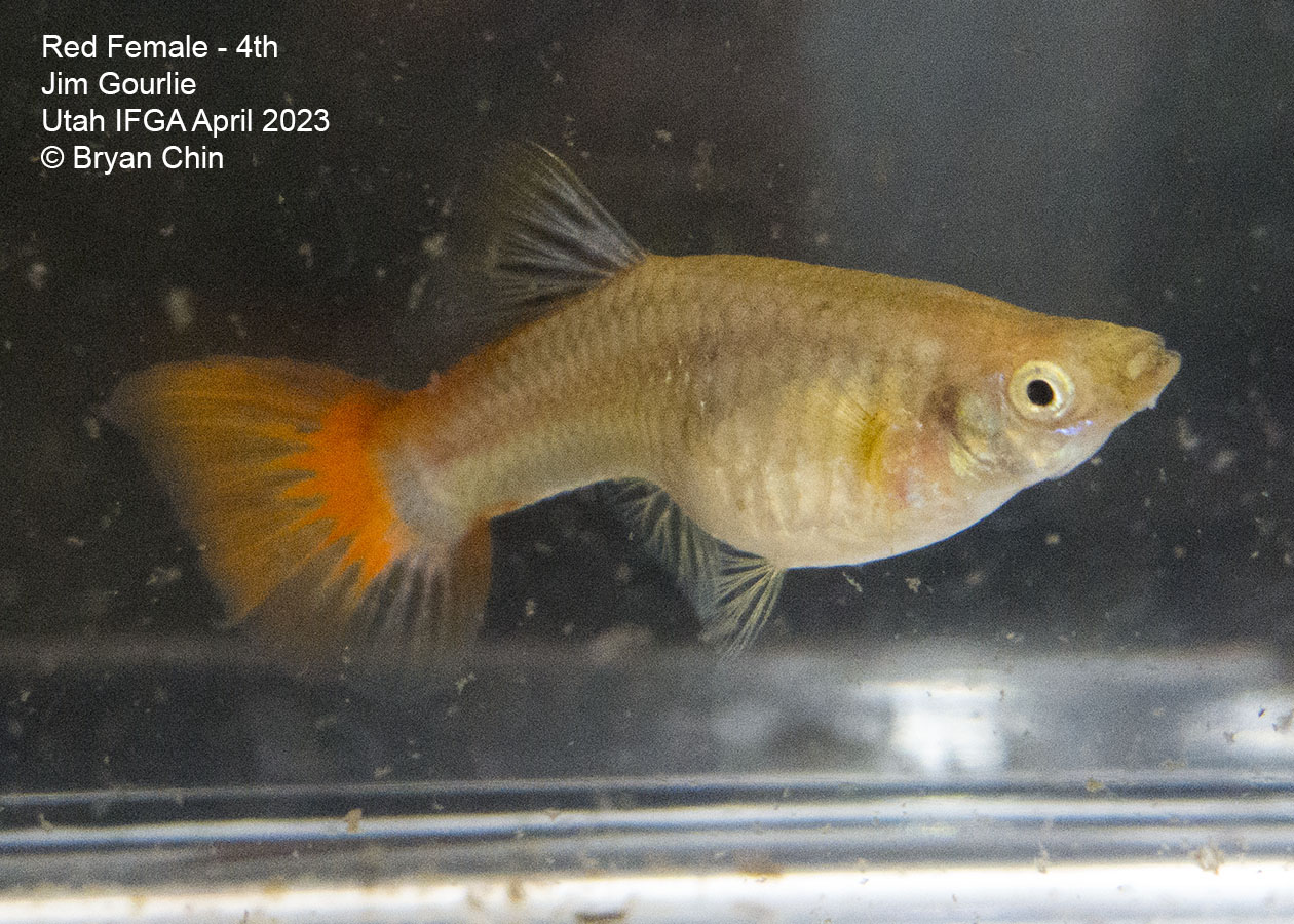 female guppy red