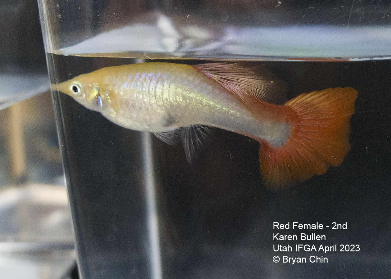 female guppy red