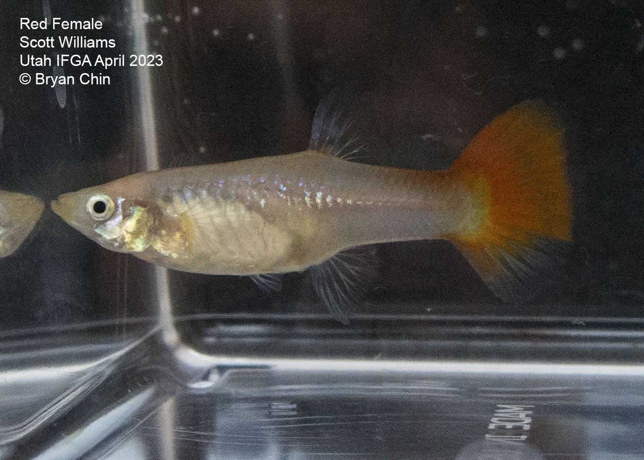 female guppy red