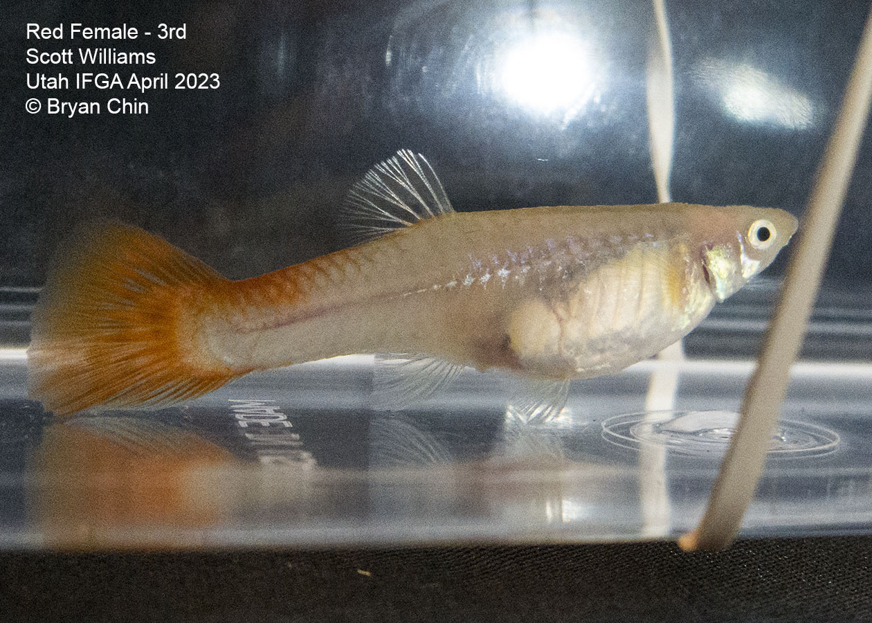 female guppy red