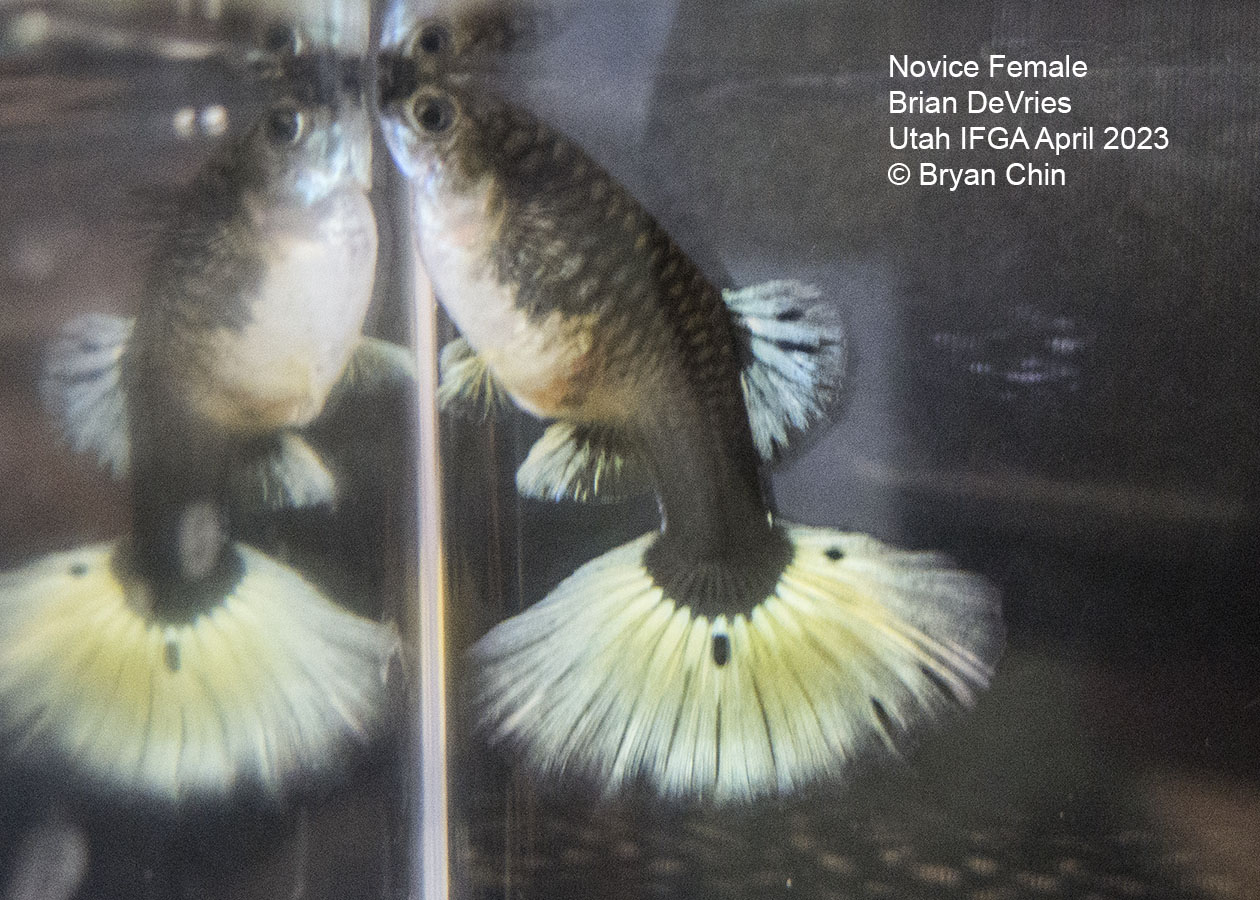 female guppy hb half black pastel yellow