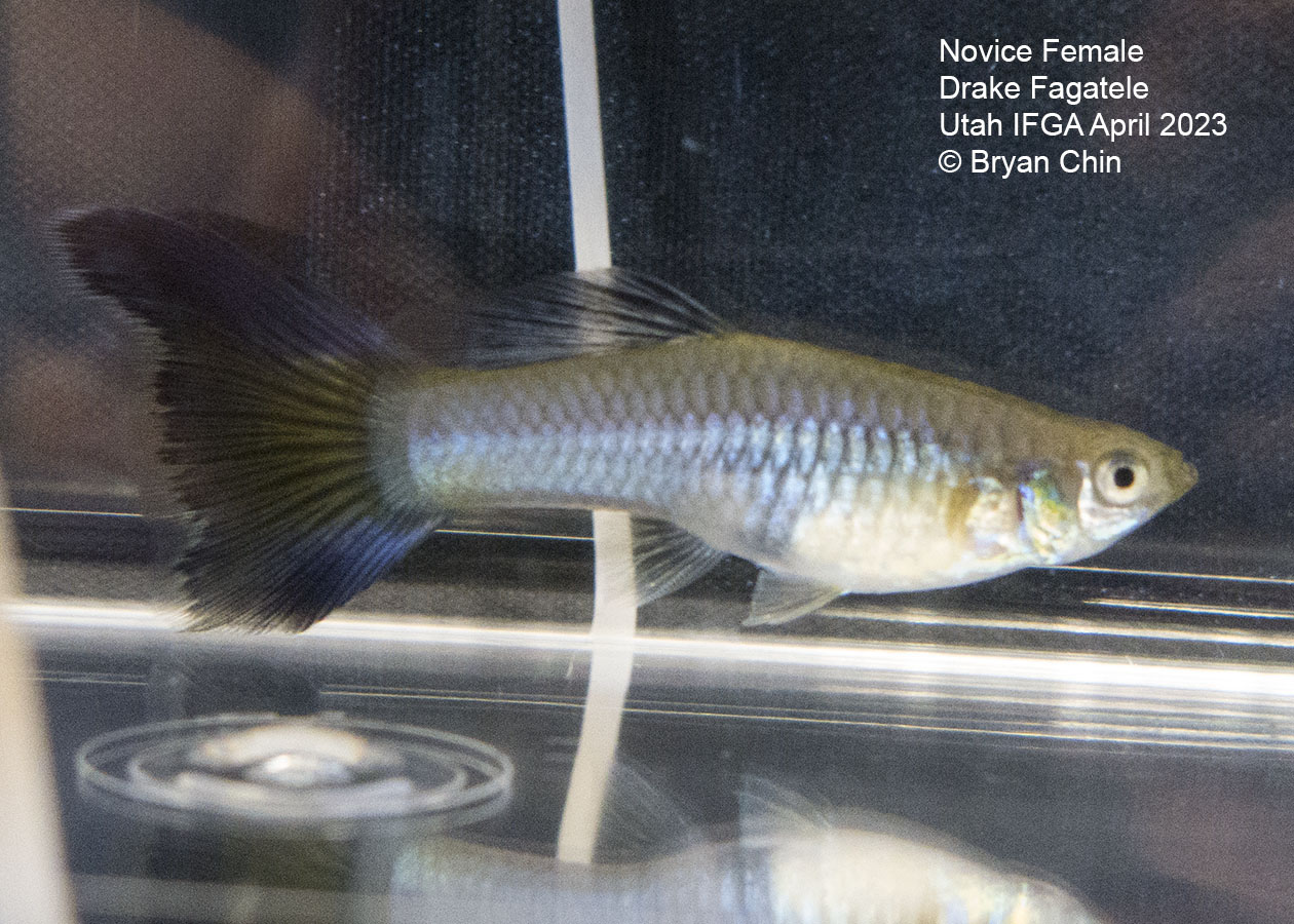 female guppy purple