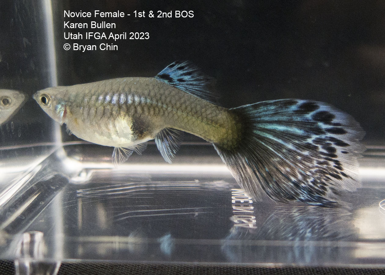 female guppy blue variegated