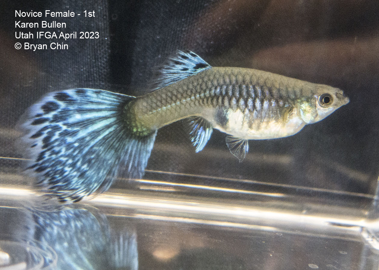 female guppy blue variegated