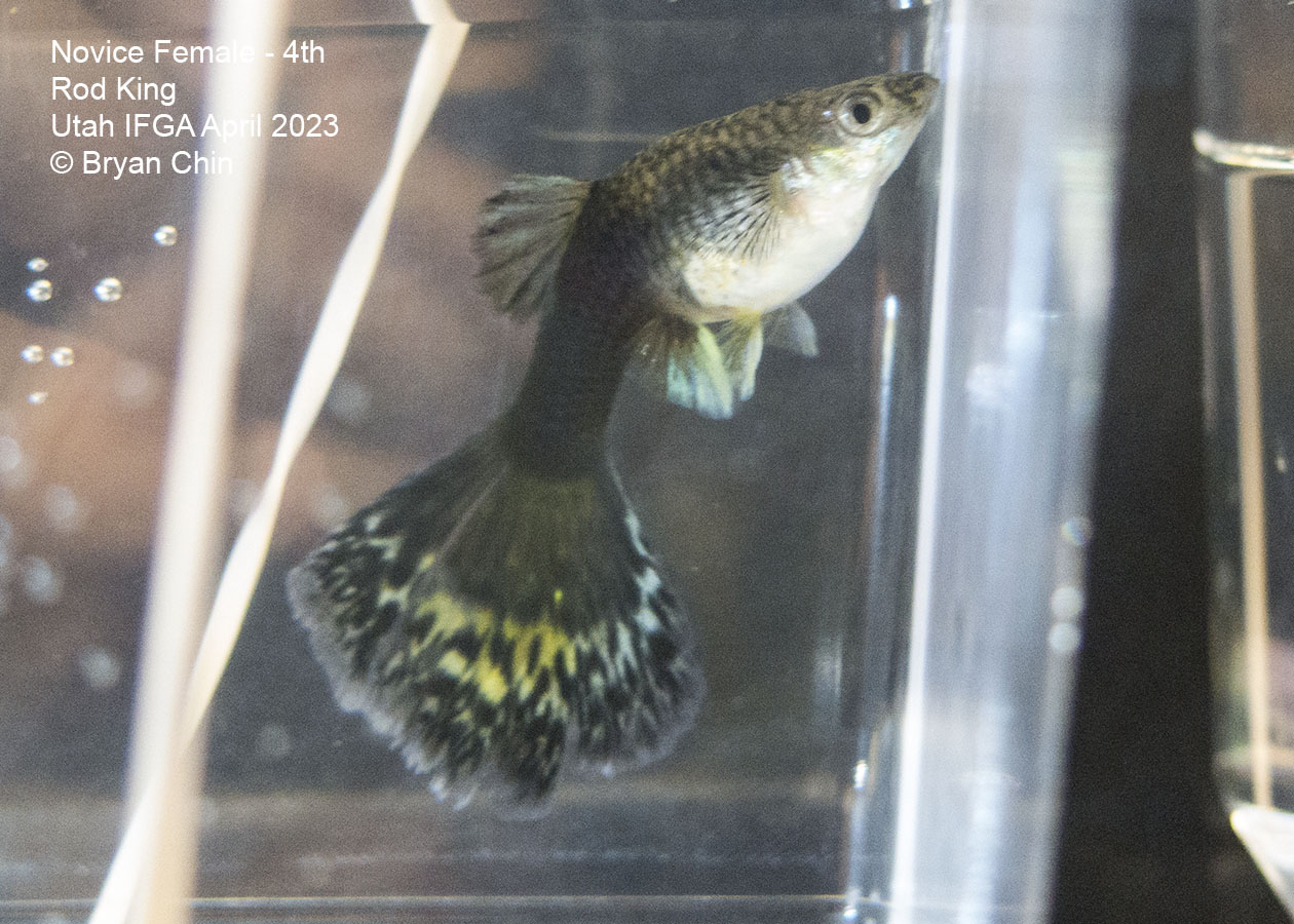 female guppy hb half black variegated