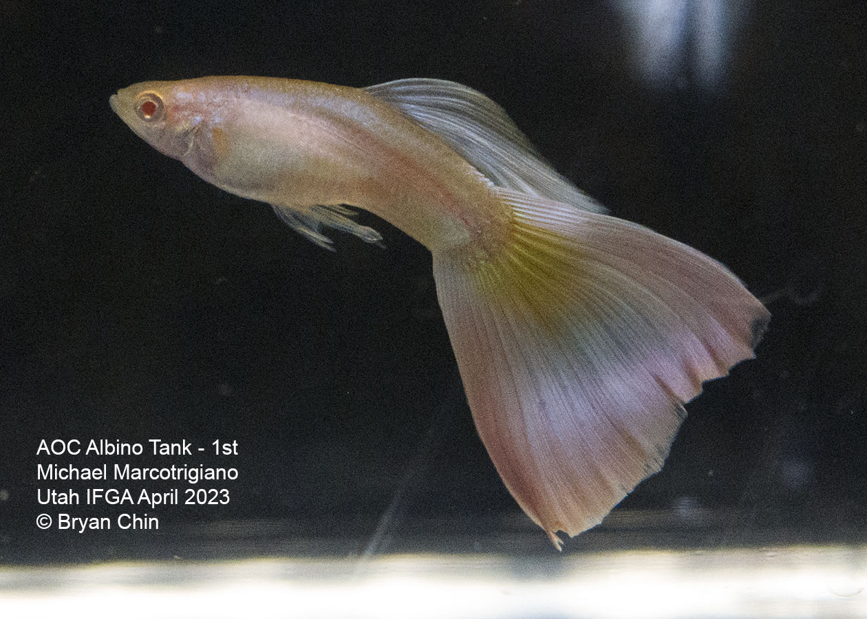 guppy albino