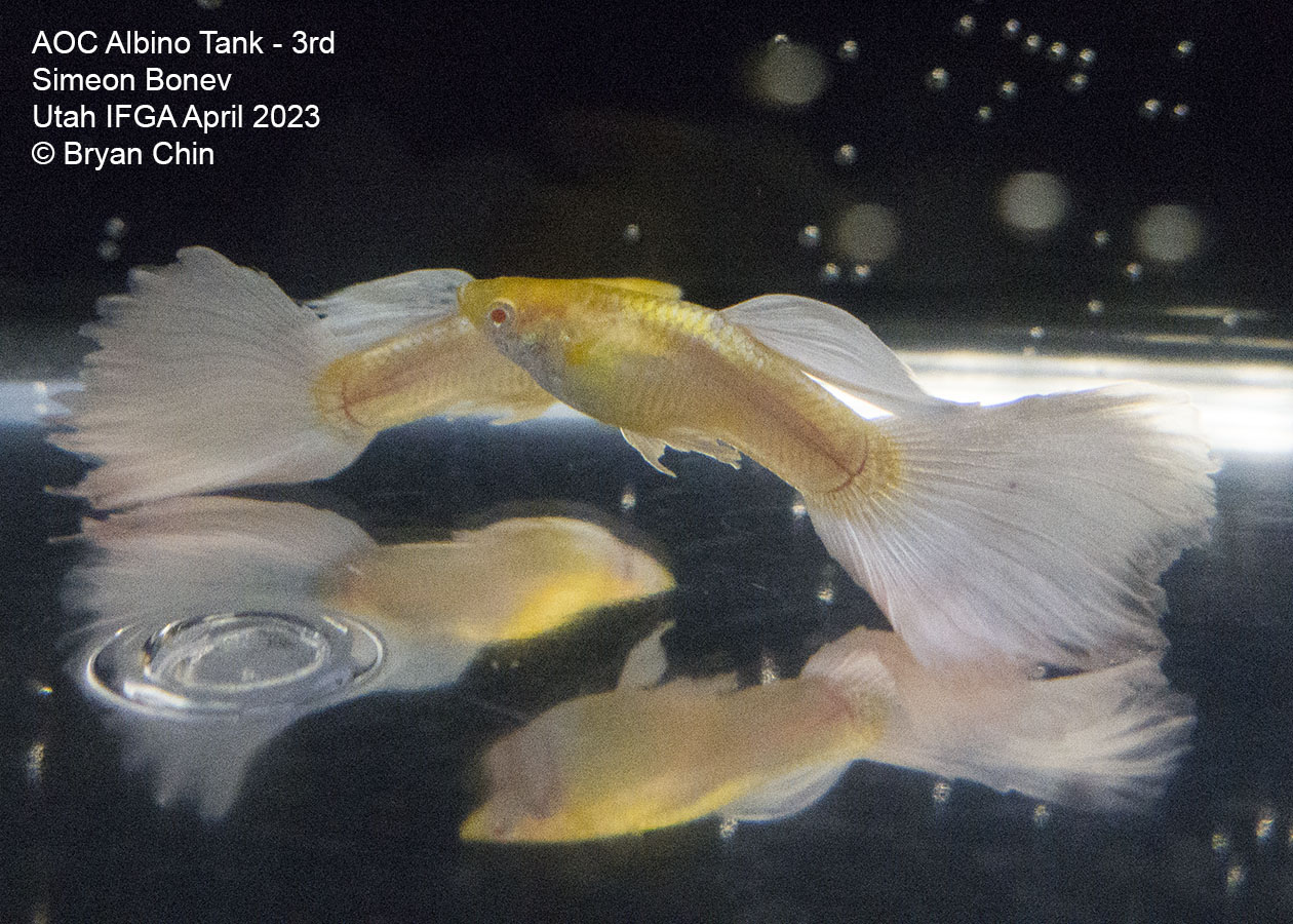 guppy albino