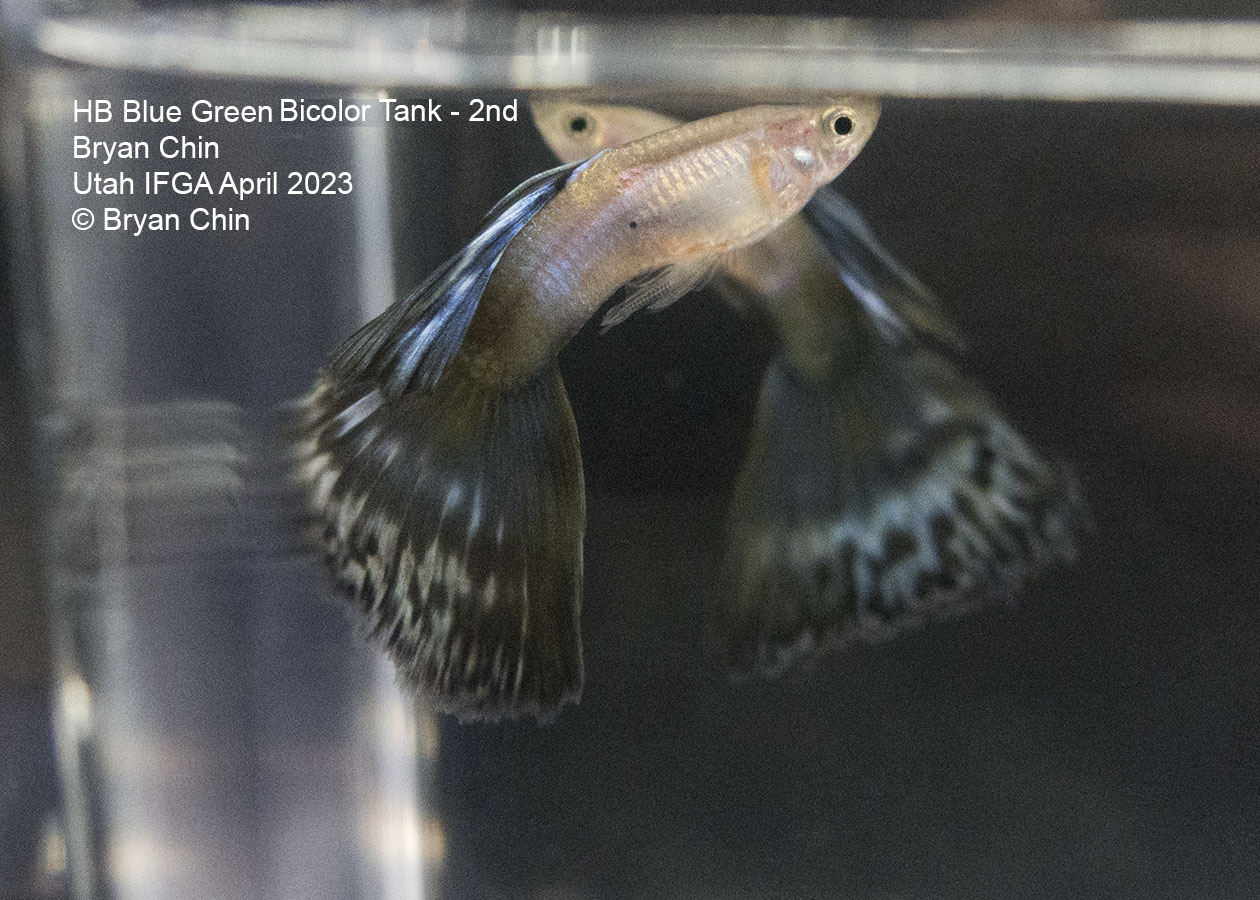 green bicolor guppy