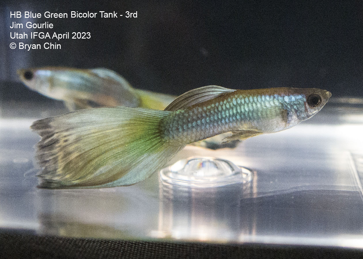 green bicolor guppy