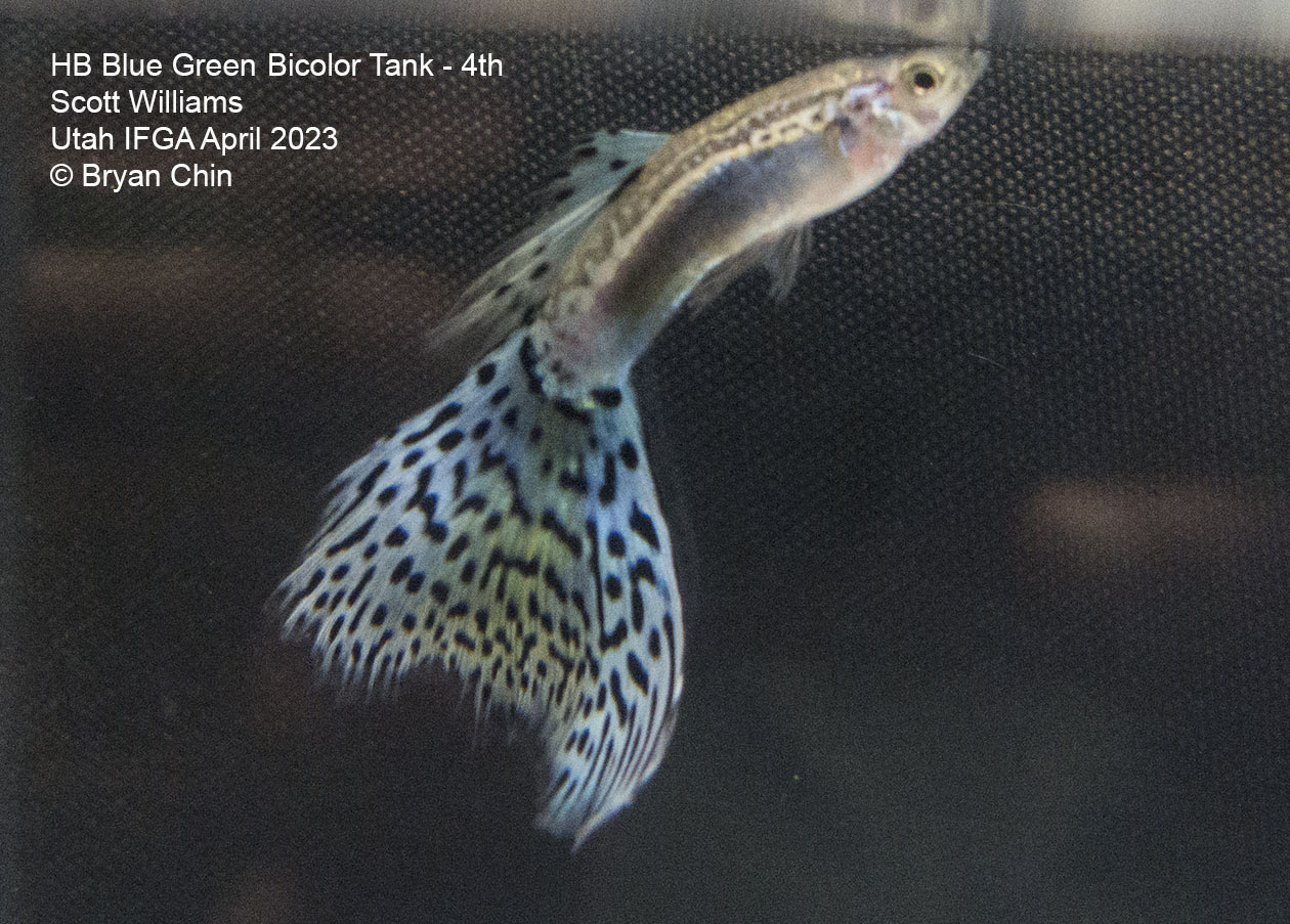 green bicolor grass guppy