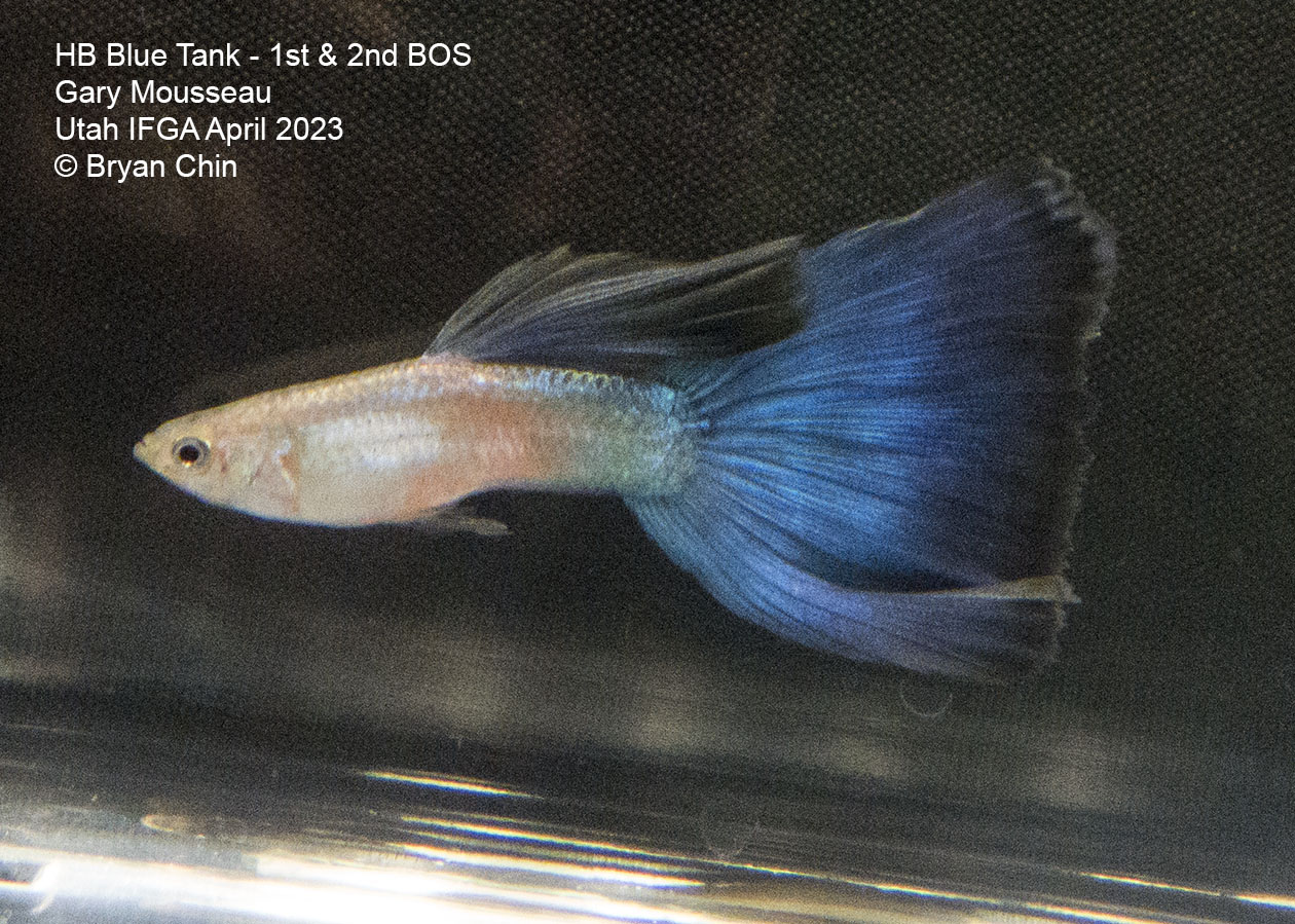 guppy blue