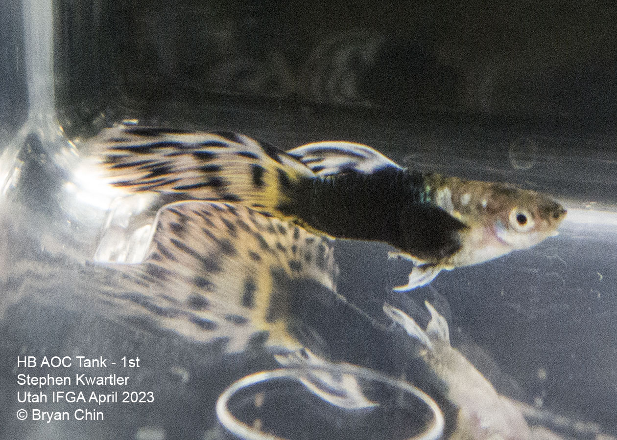 guppy hb half black bicolor aoc