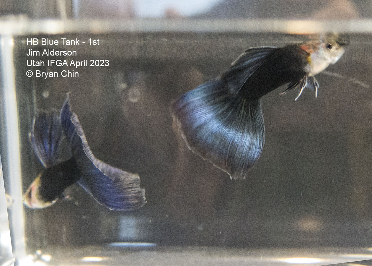 guppy hb half black blue