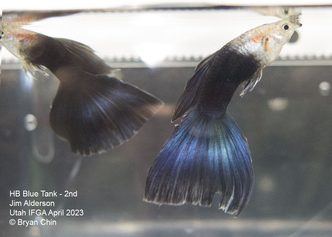 guppy hb half black blue