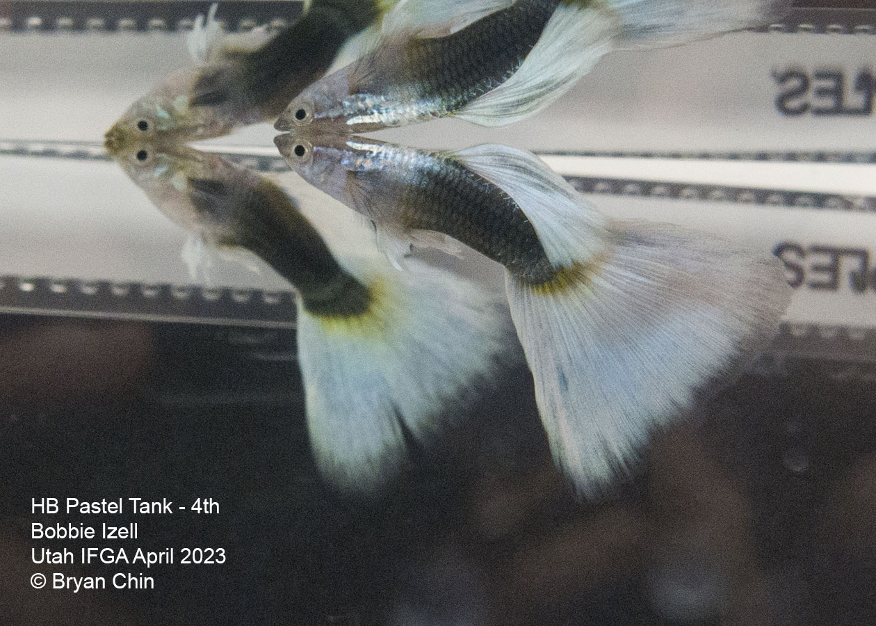 guppy hb half black pastel