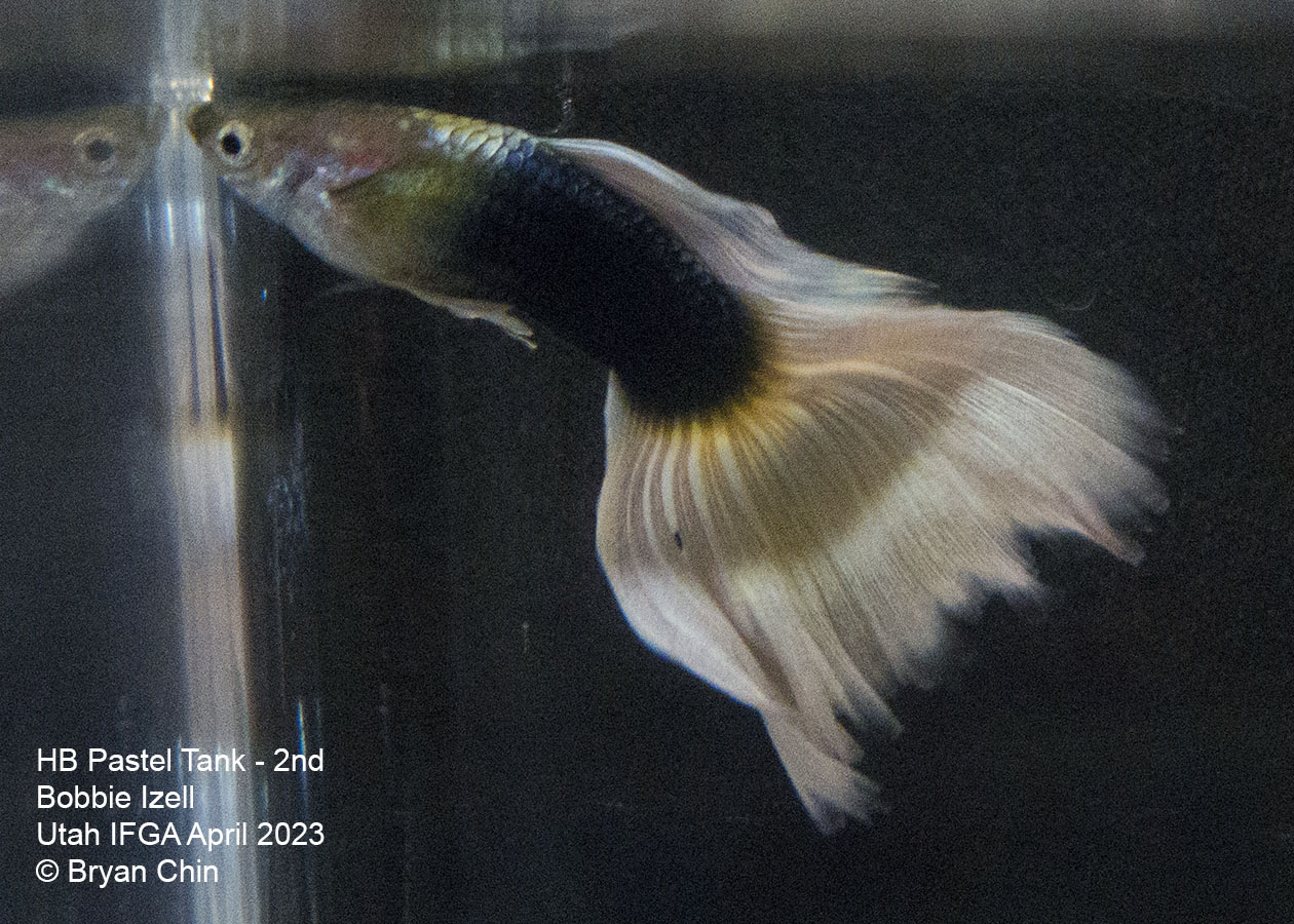 guppy hb half black pastel