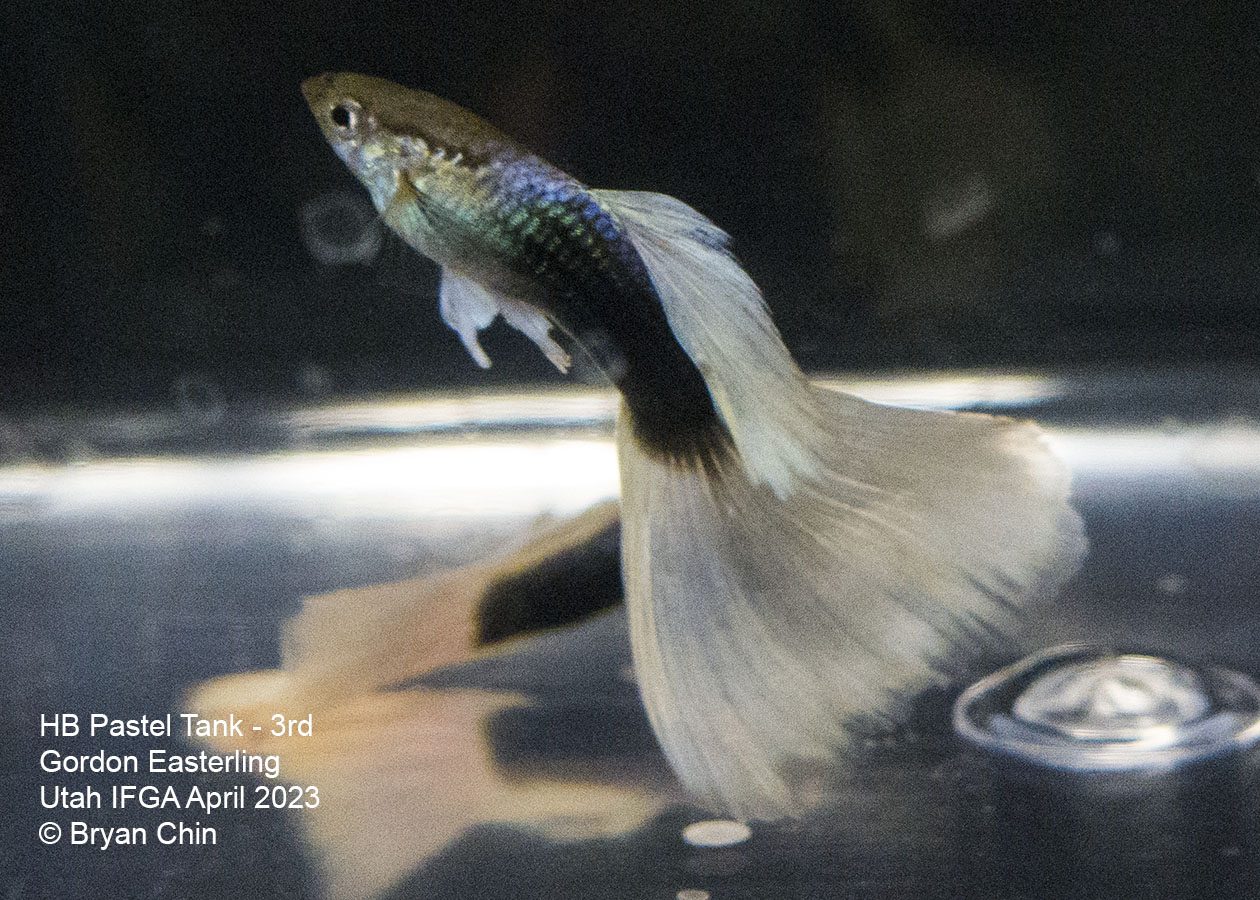 guppy hb half black pastel