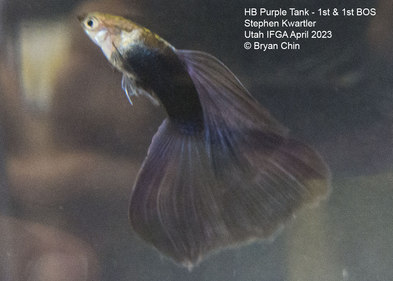 guppy hb half black purple