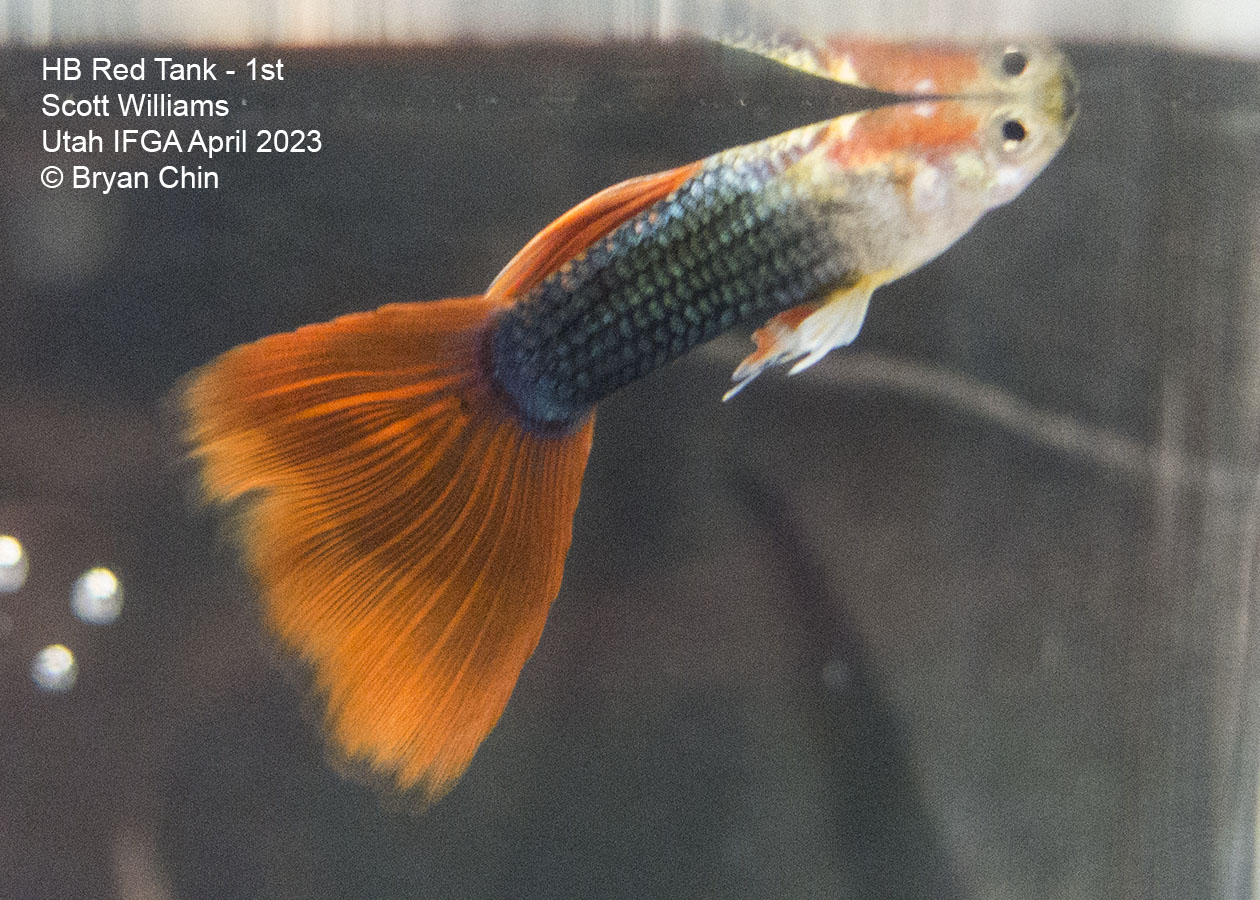 guppy hb half black red