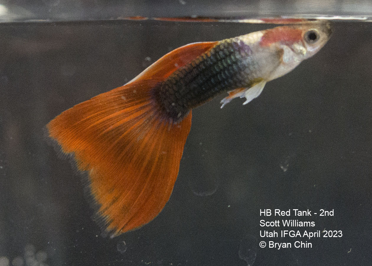 guppy hb half black red