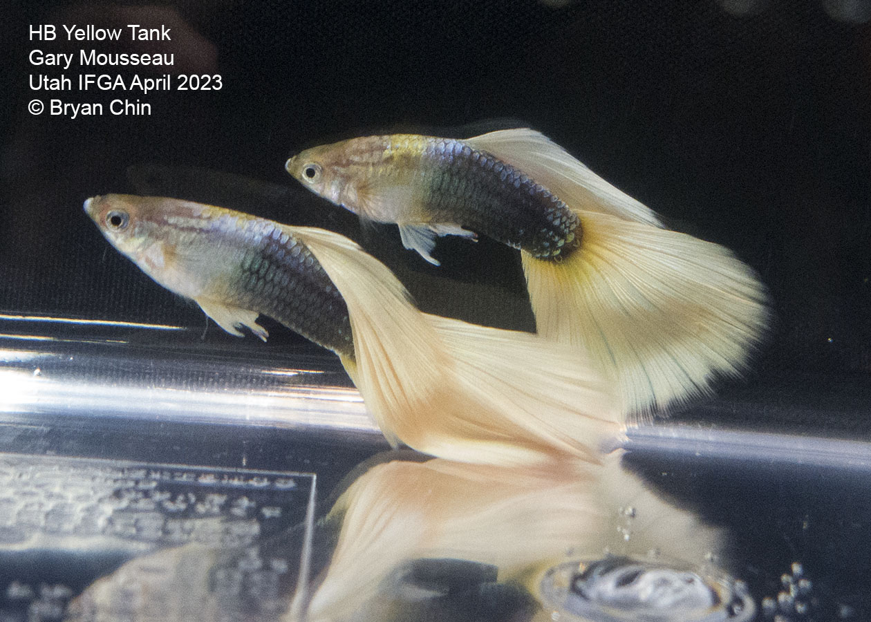 guppy hb half black yellow