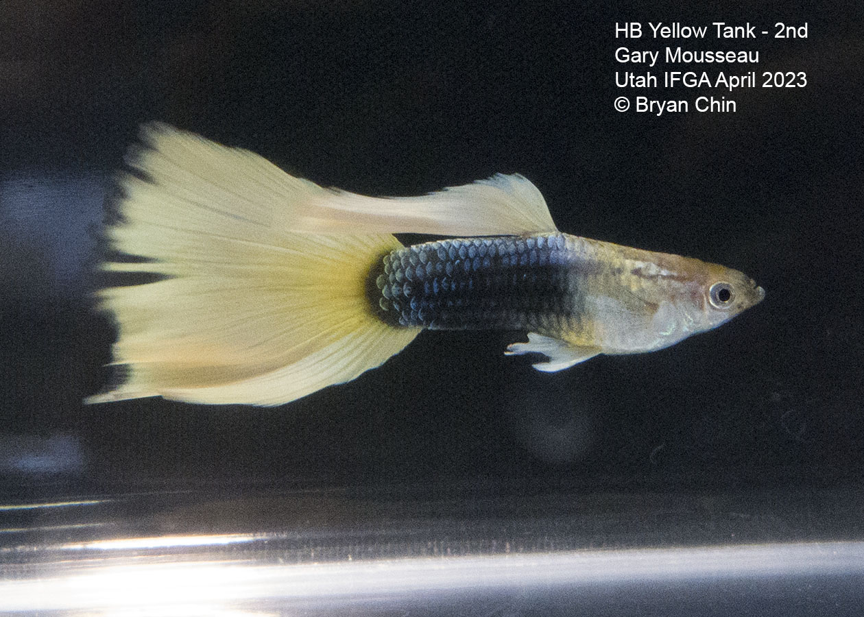 guppy hb half black yellow