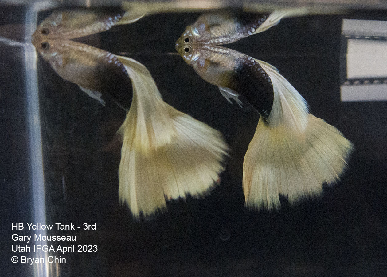 guppy hb half black yellow