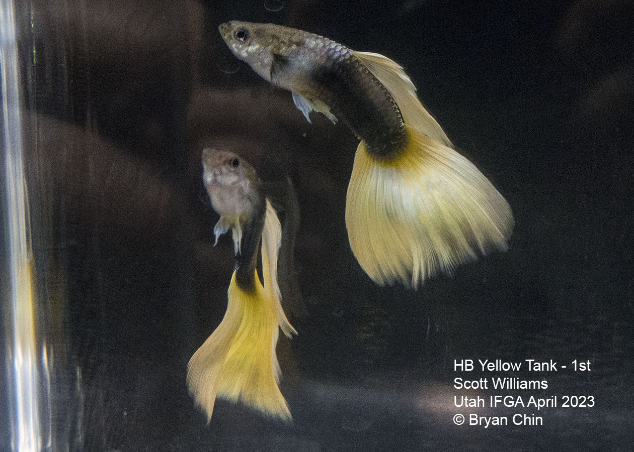 guppy hb half black yellow