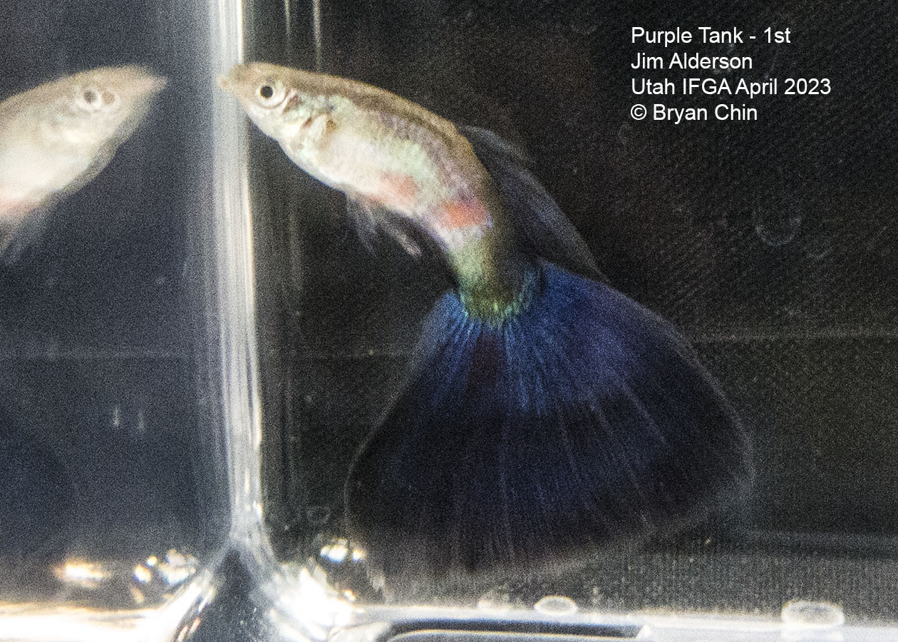 guppy purple