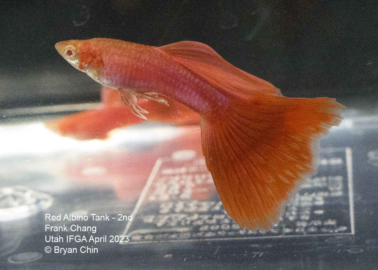 guppy red albino