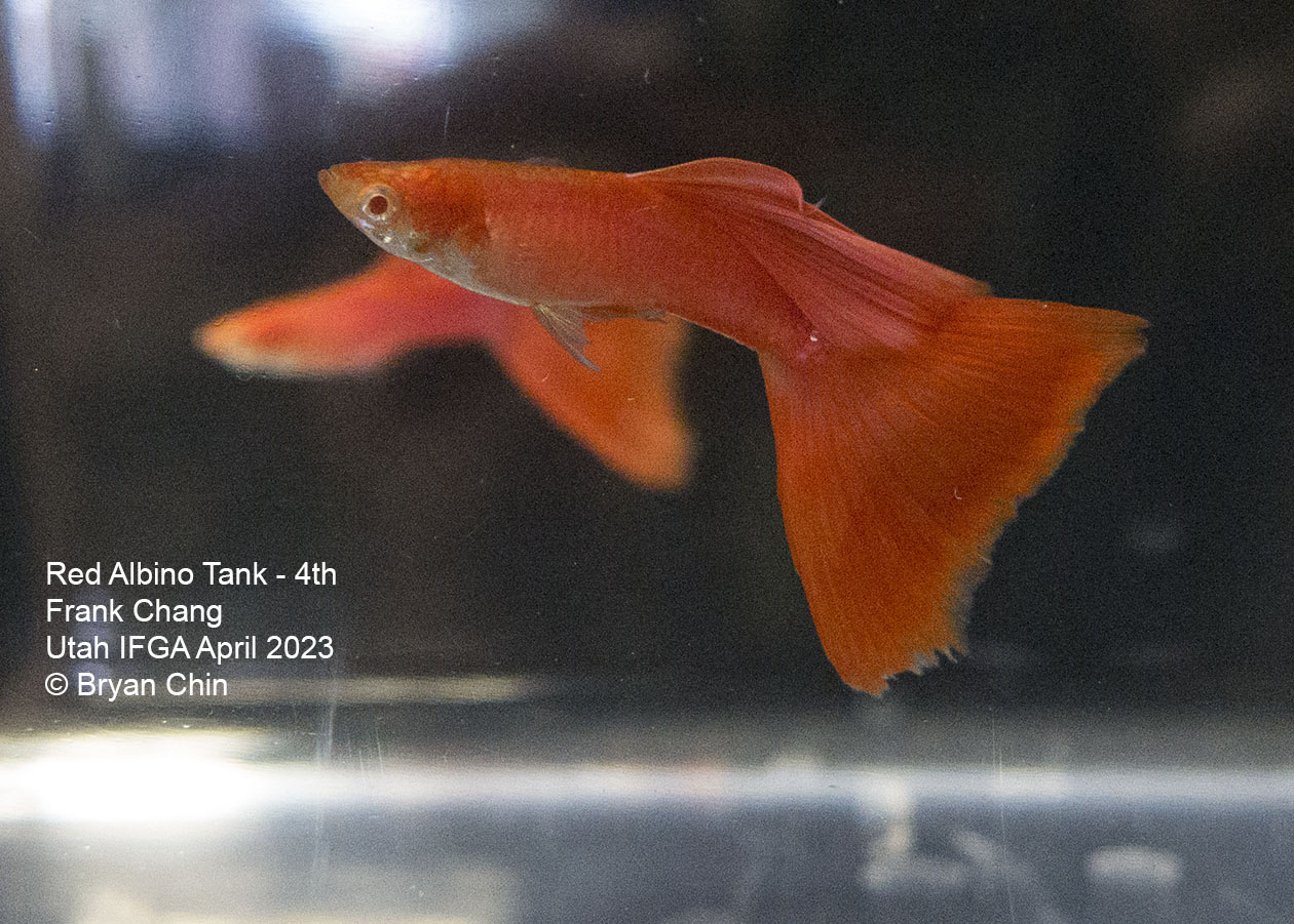 guppy red albino