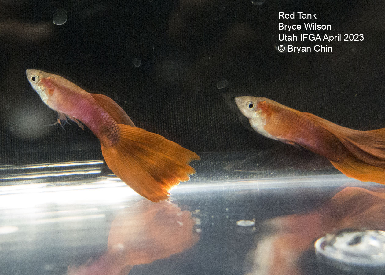 guppy red