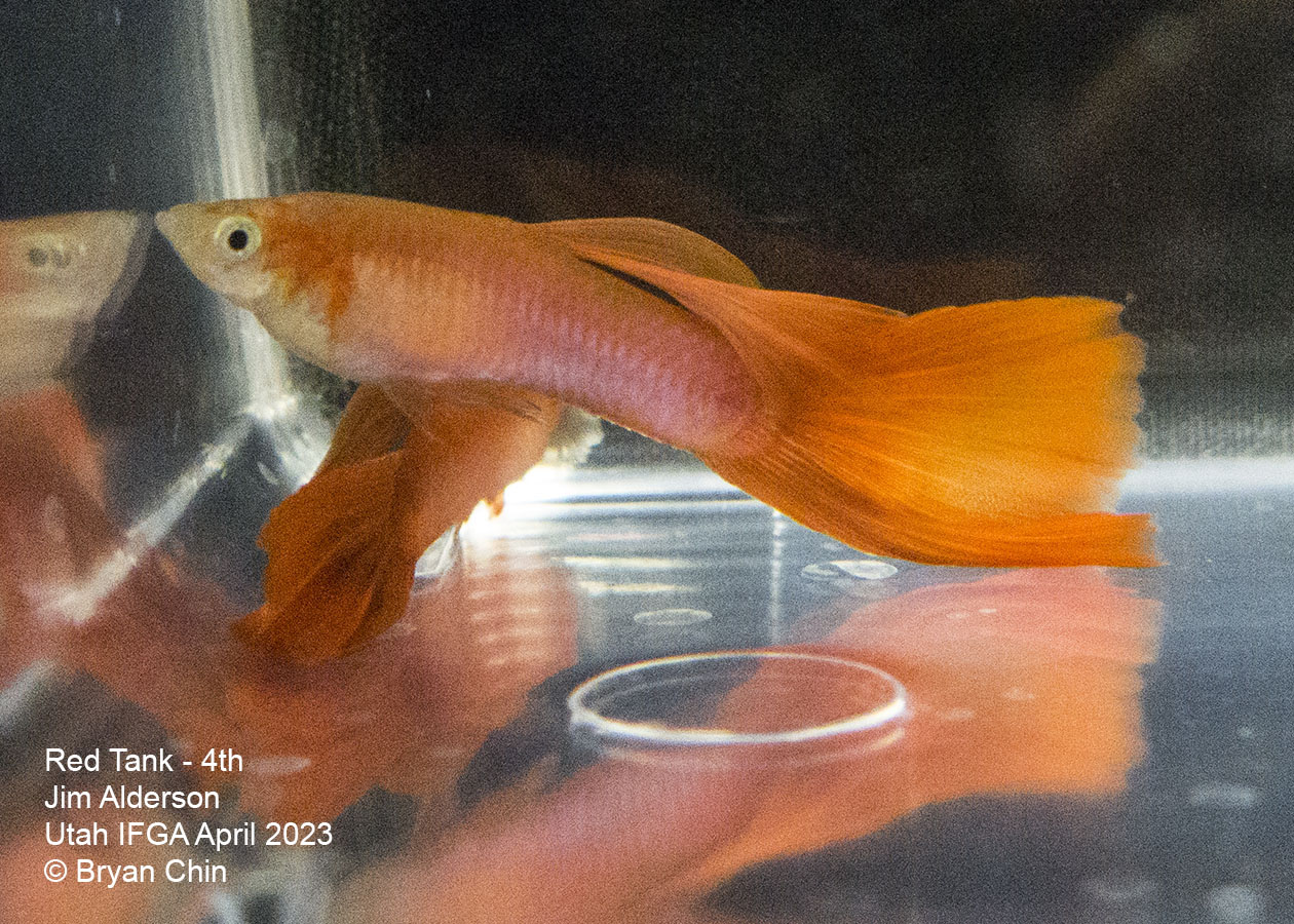 guppy red