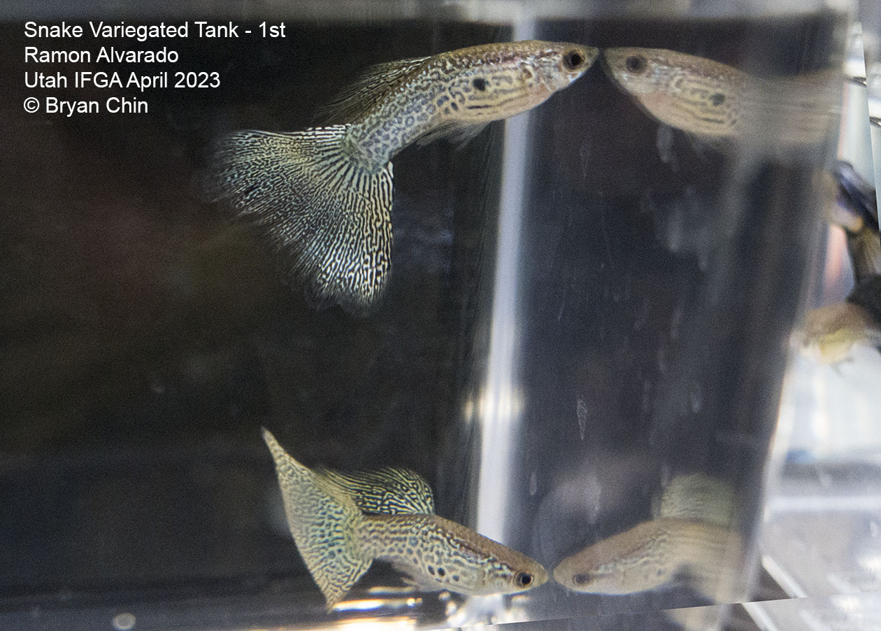 guppy snake variegated