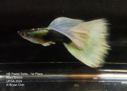 guppy hb pastel