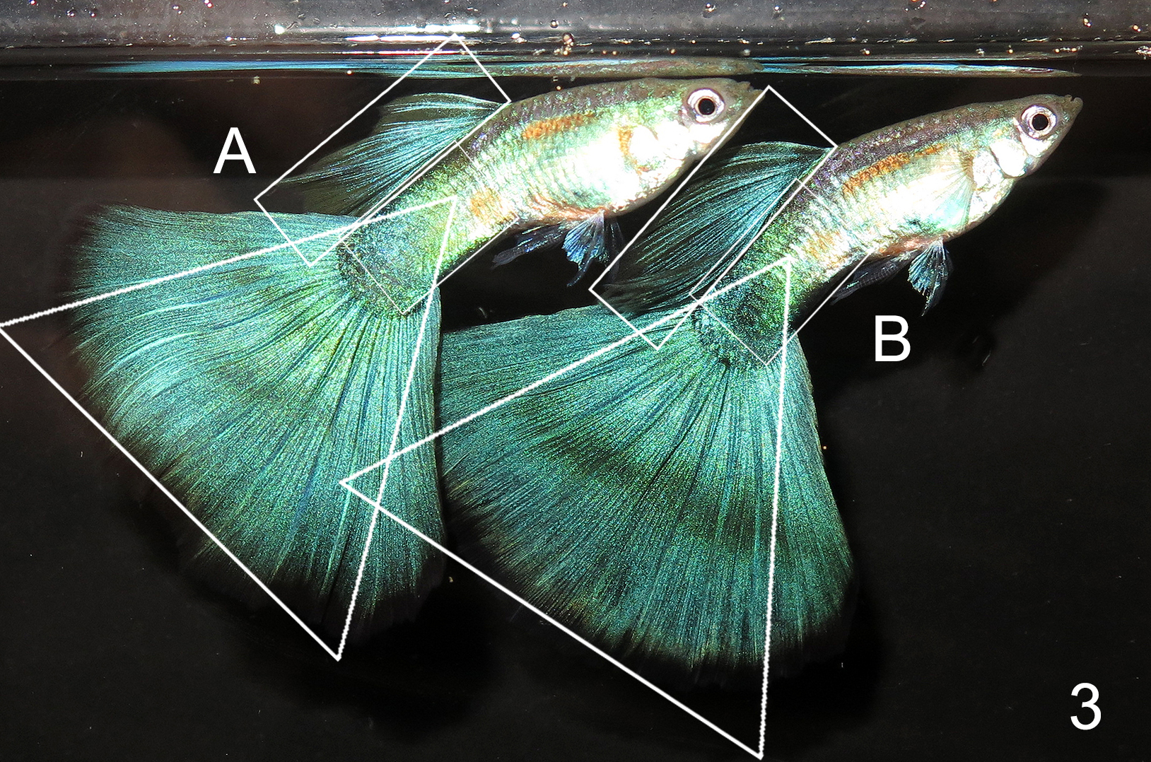 Green Guppy tank entry shape judging