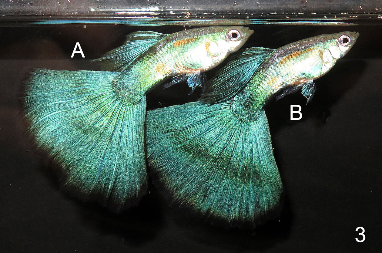 green tank guppy judging