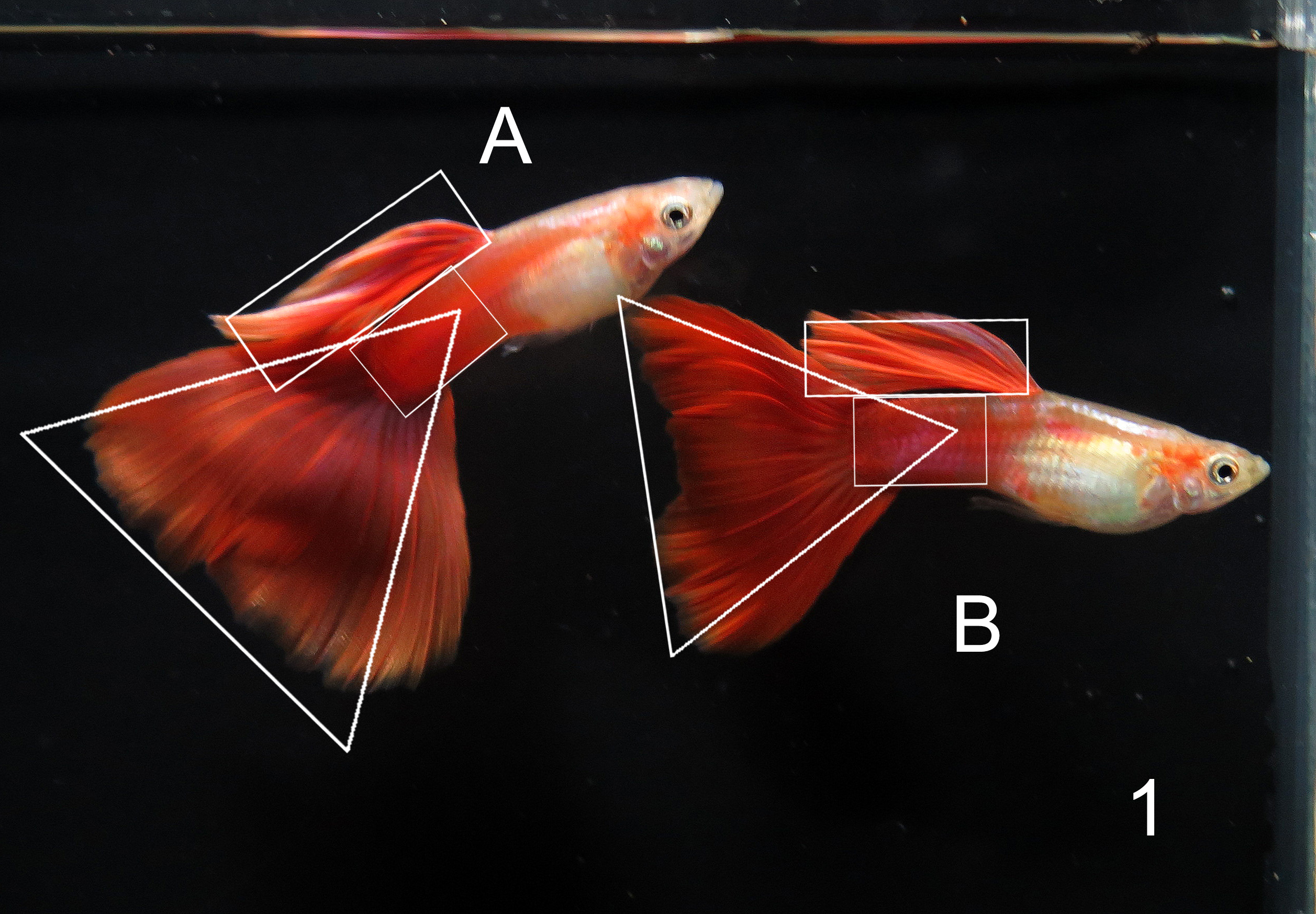 Red guppy tank entry shape judging