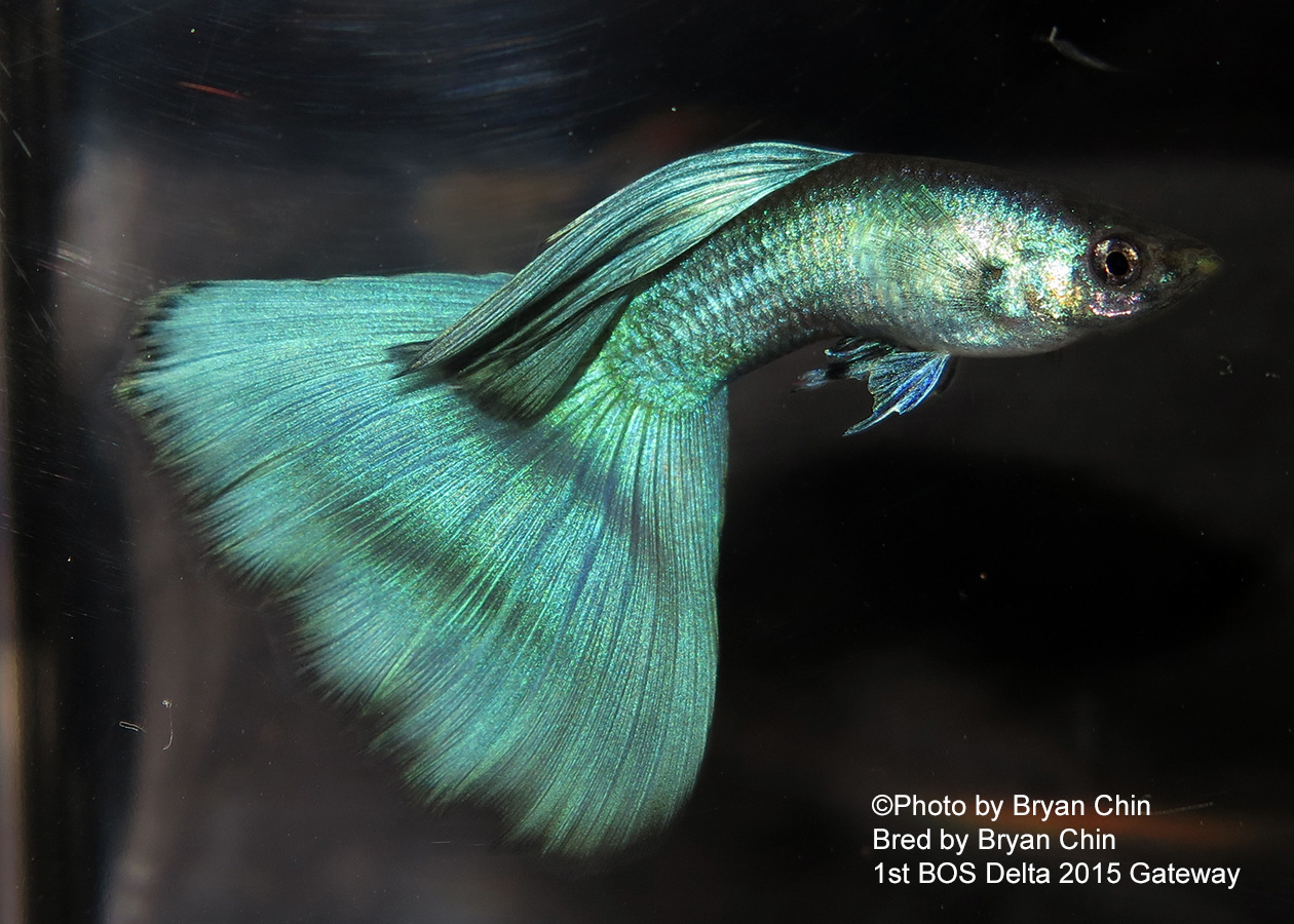 green moscow guppy